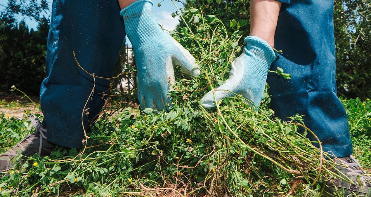 bahcede ot yolarken milyoner oldular IDwPcpzZ