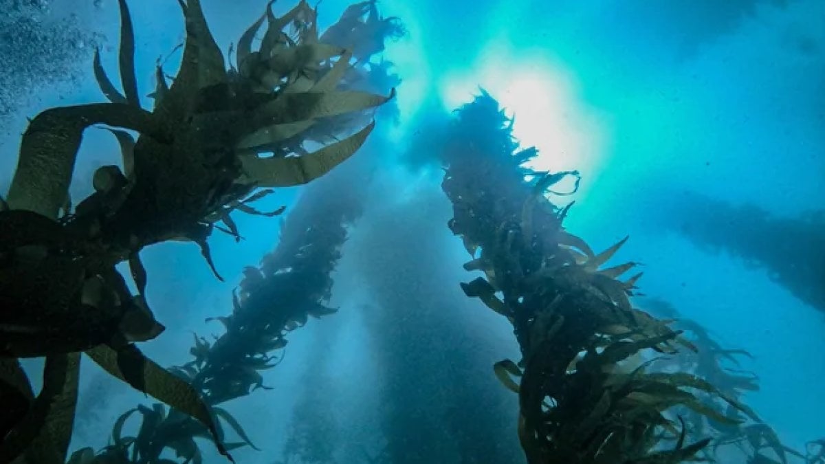 denizlerin gizli hazinesi okyanusun yesil kalbi YHkabTtl