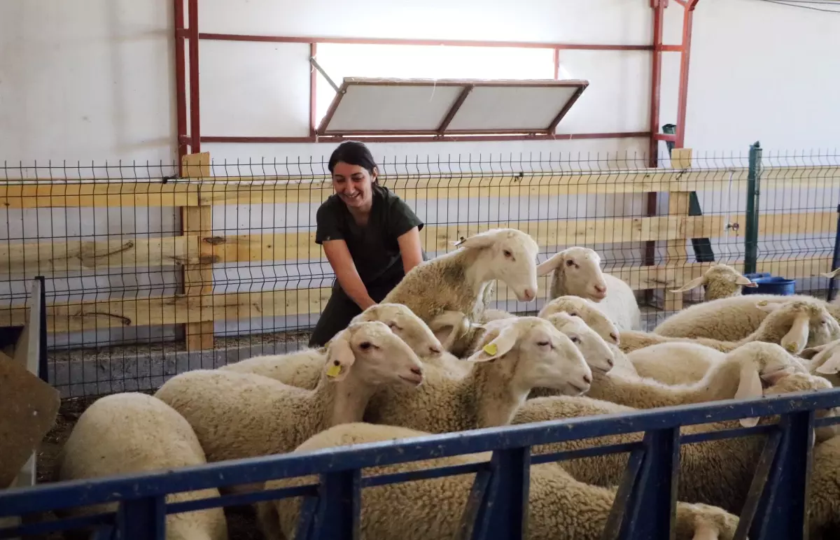 genc veterinerin basarili girisimi d3kmPJ2F