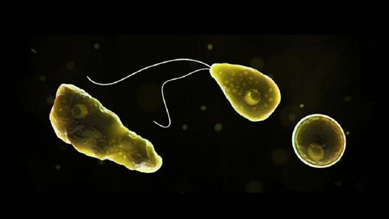 hindistanda beyin yiyen amip alarmi 19 olum vakasi bildirildi PmNmlAnm