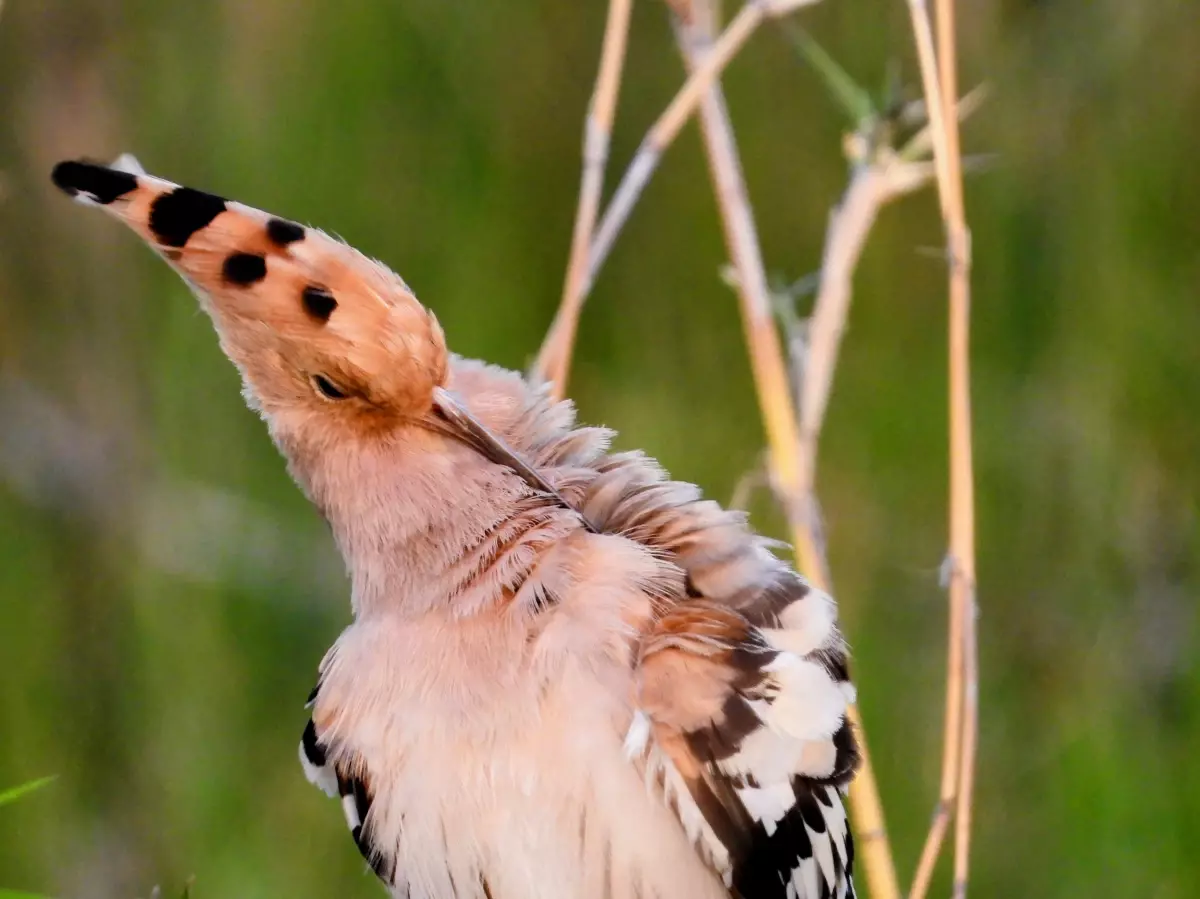 milleyha sulak alaninda kus gocu K6VPCpLl