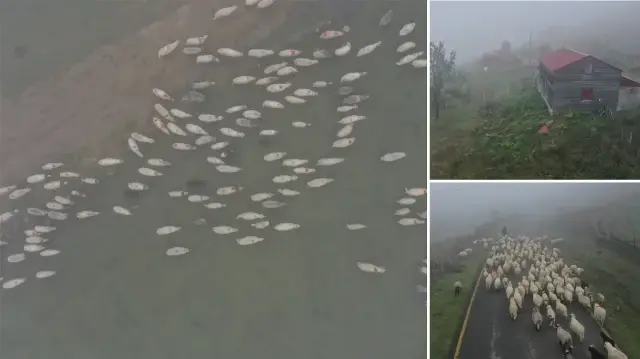 sisler altindaki karadeniz yaylalarindan donus yolculugu basladi PmigAsTG