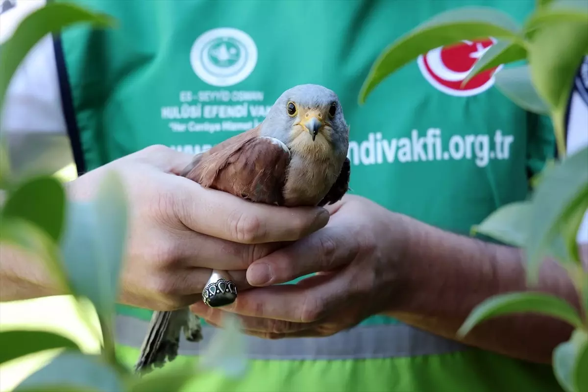 yarali kerkenez kusu kurtarildi idxDmVa2