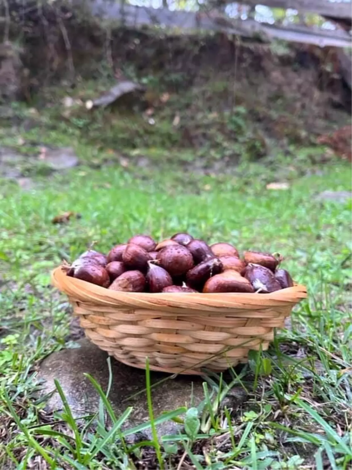 sinopta kestane sezonu basladi gelenegi yasatiyorlar HhYE3ltl.jpg