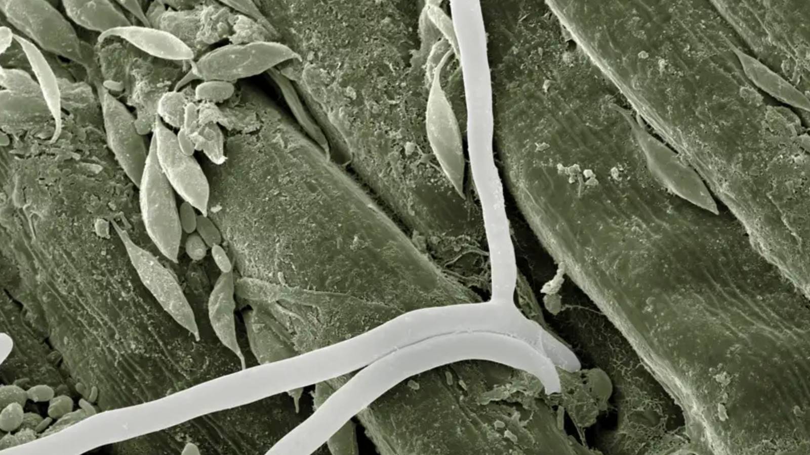 yapay zeka biyoteknolojiyi nasil terore donusturuyor gEt5W7la.jpg