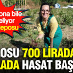 Kilosu 700 liradan tarlada hasat basladi tansiyona bile iyi geliyor sifa deposu ksWn6nwG